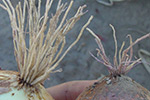 Photo of symptoms of pink root on onion