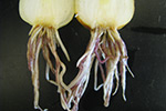 Photo of symptoms of pink root on onion