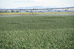 Photo of how severely stunted patches may be visible through harvest, as observed in this photo