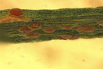 Closeup of rust on onion top