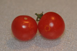 Photo of cosmetic damage to tomato fruit by thrips