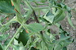 Photo of late blight on tomato stem