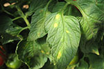 Photo of leaf mold on top of tomato leaves