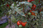 Photo of very severe symptoms of leaf mold of tomato