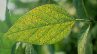 Photo of chlorosis, or yellowing of infected leaves