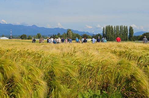 Alba barley field photo 2