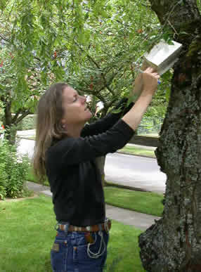 Woman checks an insect trap attached to tree.