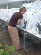 A woman working on a netted potting platform.