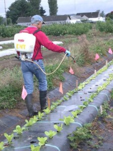 Man using a backpack sprayer along a row of plants.