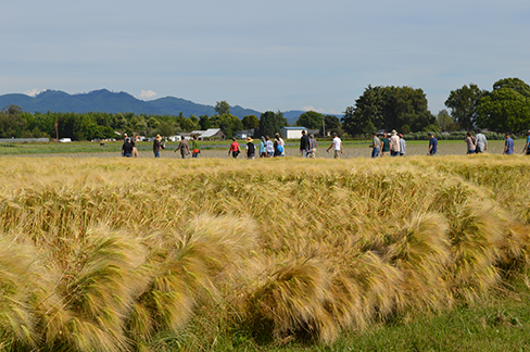 Field day group walks through a field of barley.