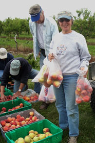 Volunteers bag peaches from plastic bins.