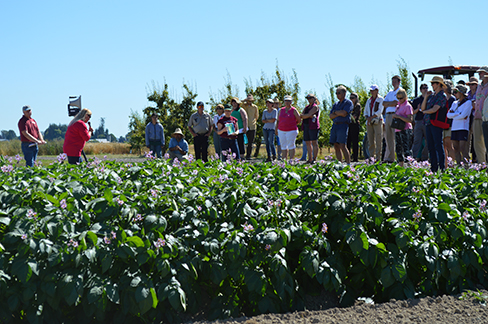 Field day group listens to a presentation in a potato field.