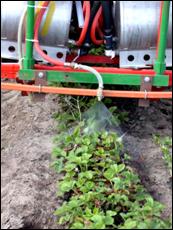 Spray nozzle applies treatment to a row of strawberry plants.