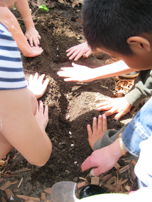  Planting in their school garden the Rockwell bean