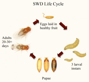 The life cycle of Spotted Wing Drosophila (SWD).