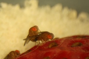 Two SWD mating on a strawberry.