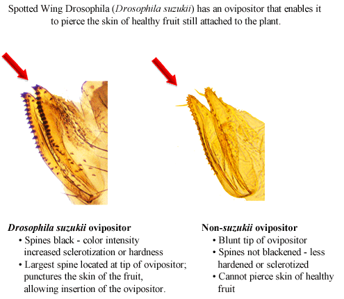 Features of SWD (Drosophila suzukii) ovipositor (left) vs non-suzukii ovpositor (right).