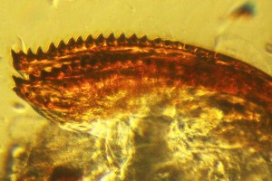 Micrograph of a SWD ovipositor.