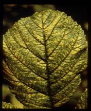 Raspberry leaf demonstrating mite damage.