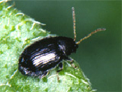 Tuber flea beetle