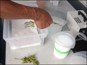 Dipping buds in a container of solution the lab. Previously dipped buds are in a polyproylene box.