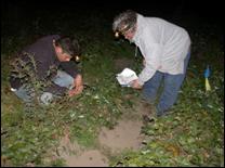 Two researchers counting adult black vine weevils with flashlights.