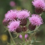 Canadian thistle.