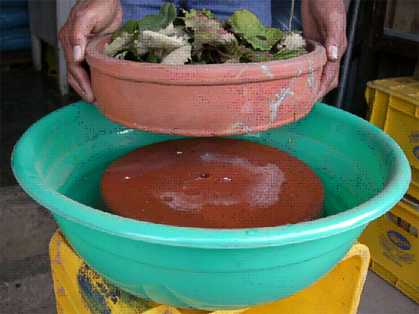 Clay pot of strawberry leaves being set atop an inverted pot inside a basin of water.