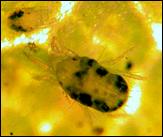 Yellow spider mite