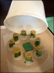 Sampled leaflets are stored in condiment cups inside an individual salad crisper.