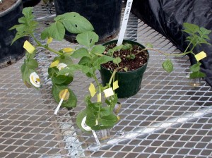 Potato plant with multiple clip cages applied.