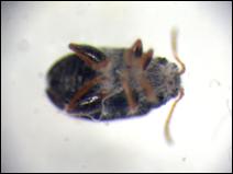 Micrograph of beetle.