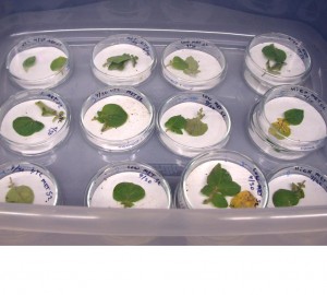 A clear tray contains many individual petri dishes of sampled potato leaves.