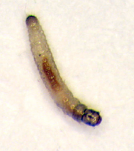 Tuber flea beetle larvae