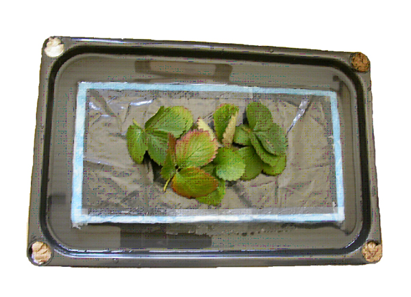 Shallow pan with strawberry leaves sitting on a plastic tile.