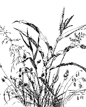 B&W illustrations of weeds