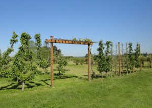 Entry trellis flanked by fruit trees.