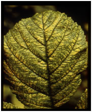 Close-up of raspberry leaf displaying feeding injury.