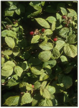 Red raspberry leaves displaying YSM injury.