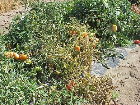 virus curly tomato beet 2l university state plant wsu hamm phil oregon source symptoms