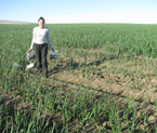 Anita in an onion field in Quincy, WA
