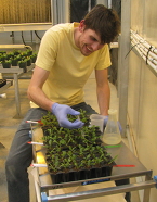Alex Batson working on a tray of spinach