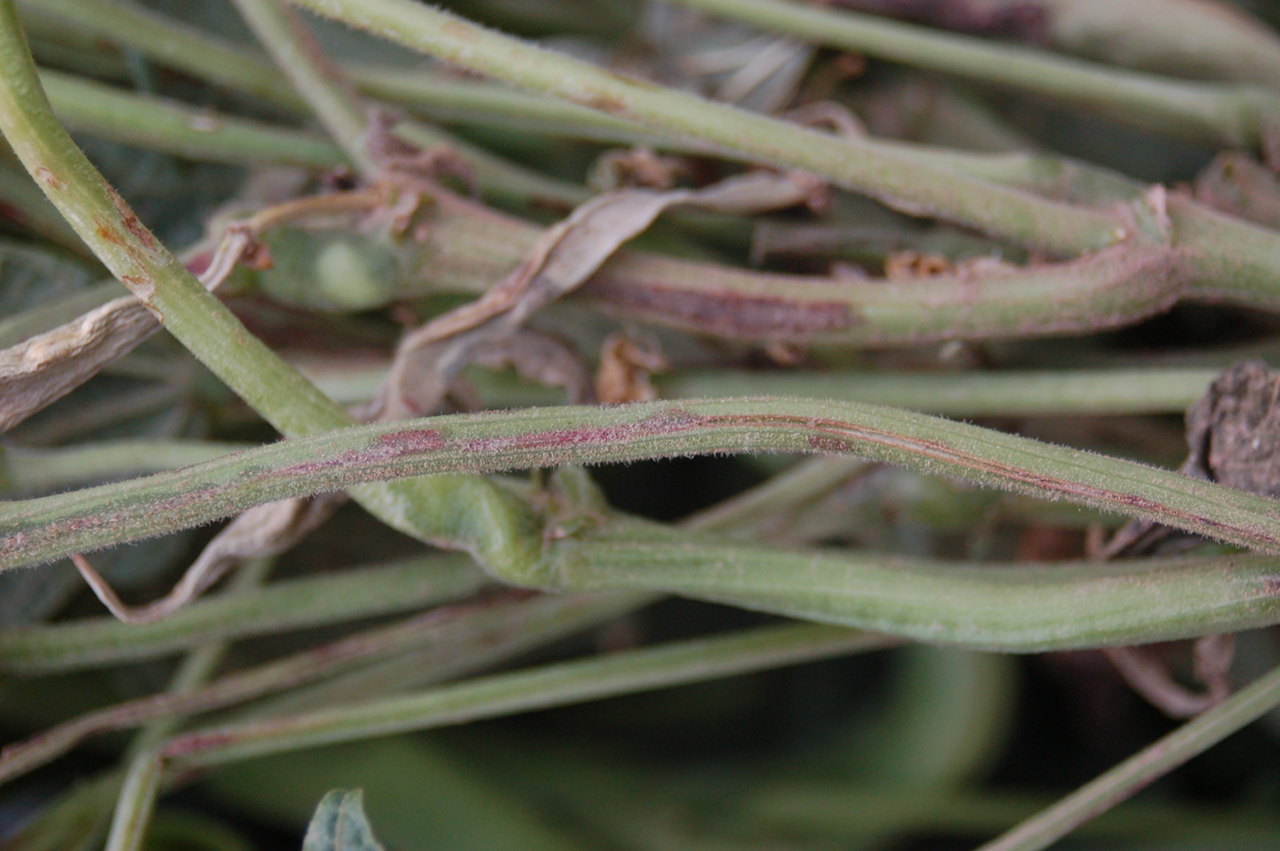 Lesions along the stems
		and petioles of bean plants caused by the brown spot bacterial pathogen,
		<i>Pseudomonas syringae </i>pv. <i>syringae</i>.