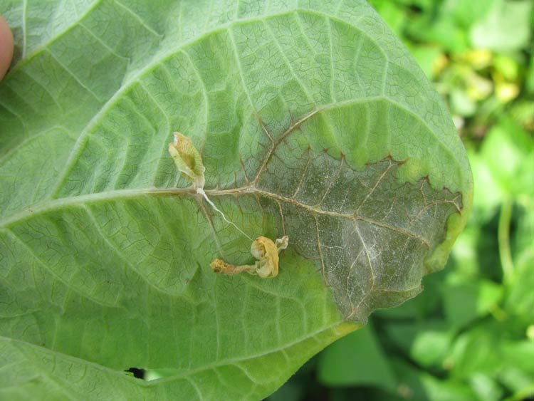 Photo of white mold infection on flower and leaf
