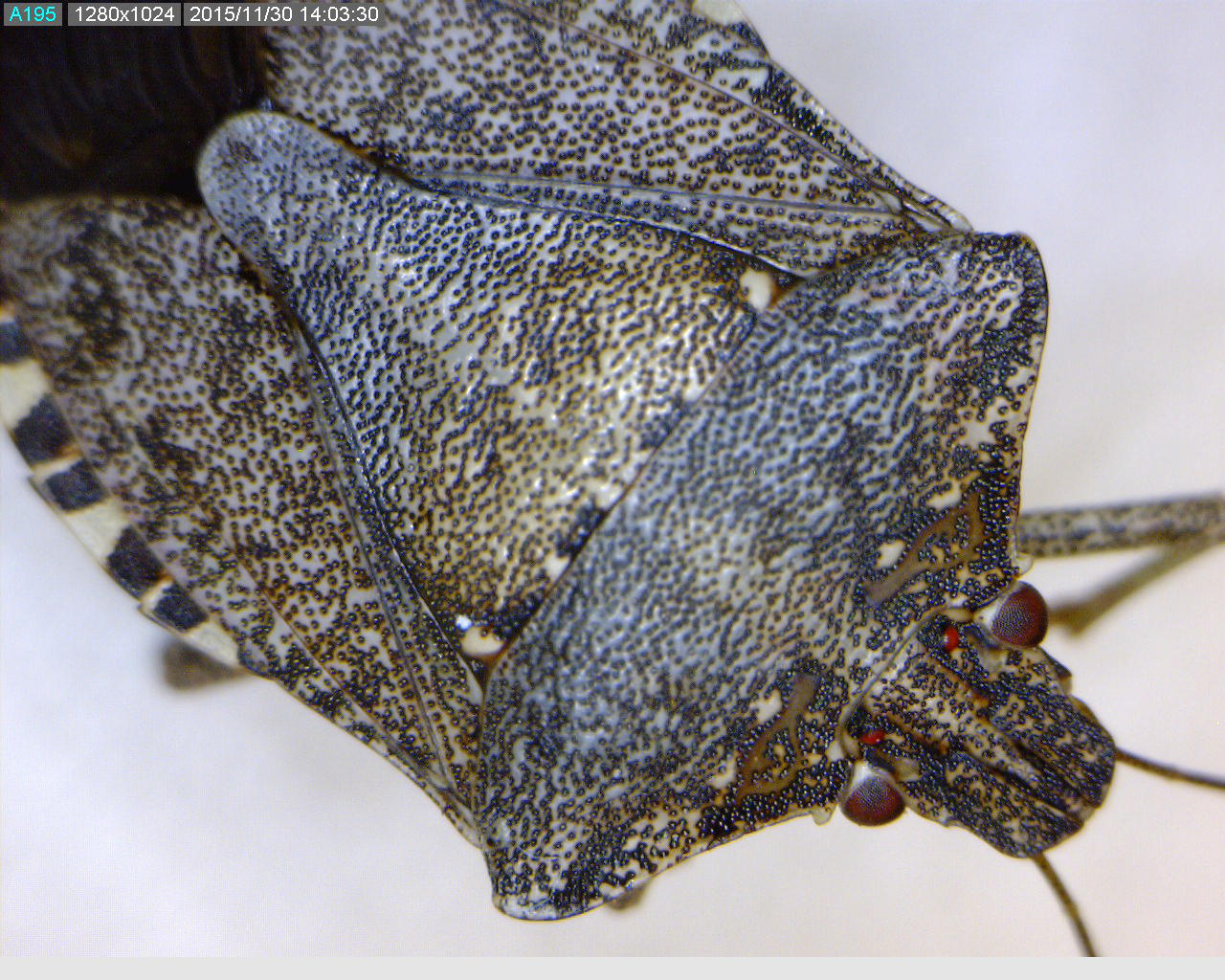 Three or four key characteristics are used to distinguish the brown marmorated stink bug (BMSB) from other stink bugs found in the Pacific Northwest: 1) white bands on the brown antennae, 2) bands on the dorsal (top) side of the peripheral margin of the abdomen, 3) smooth leading edge of the prothorax (shoulders), 4) gem-encrusted prothorax just behind the head (on both the dorsal and ventral side).