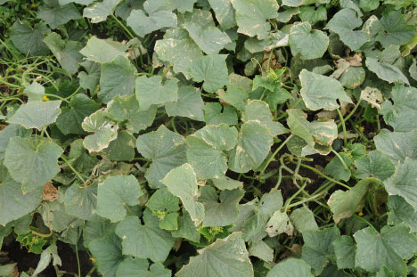 Photo of Western flower thrip damage to leaves