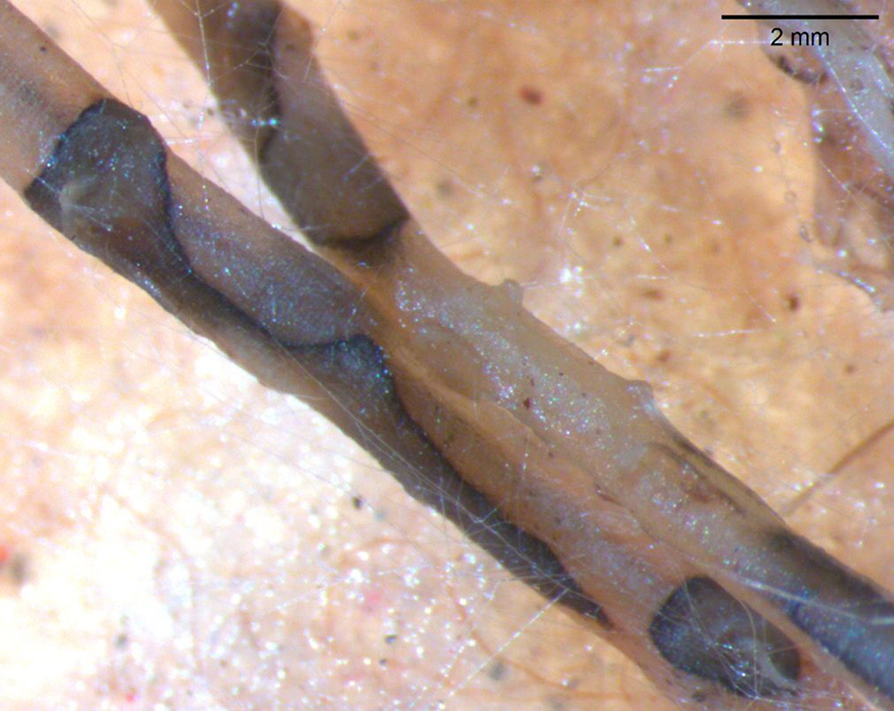 Distinct black lines (pseudo-stromata) formed by the black root rot pathogen, <em>Diaporthe sclerotioides</em>, in the roots of an infected cucumber plant.
