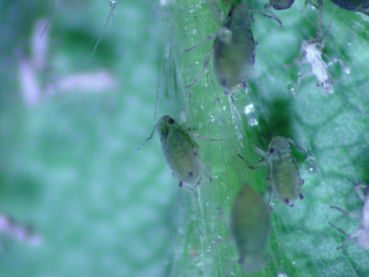 Photo of melon aphids