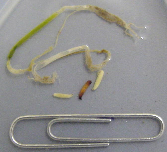 Photo of seedcorn maggot damage to onion