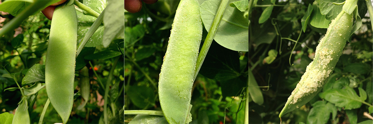 Increasingly severe symptoms of edema on pods of the pea cv. Mrs. Vans. Peas within the pods do not develop symptoms and are edible.